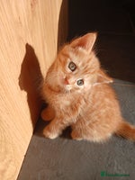 British Shorthair cats 3 beautiful kittens looking for forever home. - Advert 3