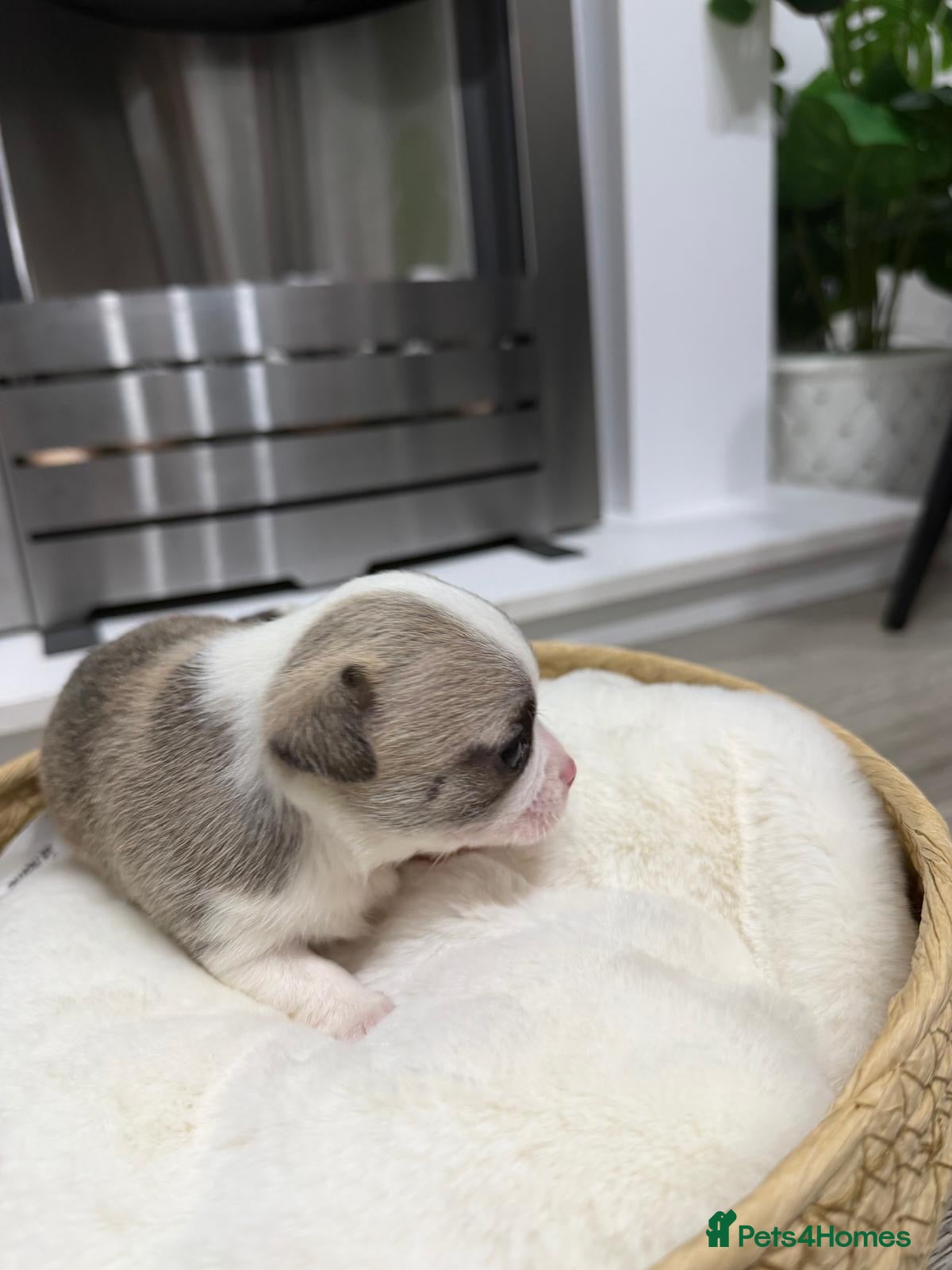 Chihuahua dogs Chihuahua puppies for sale 🐶💙 - Advert 2