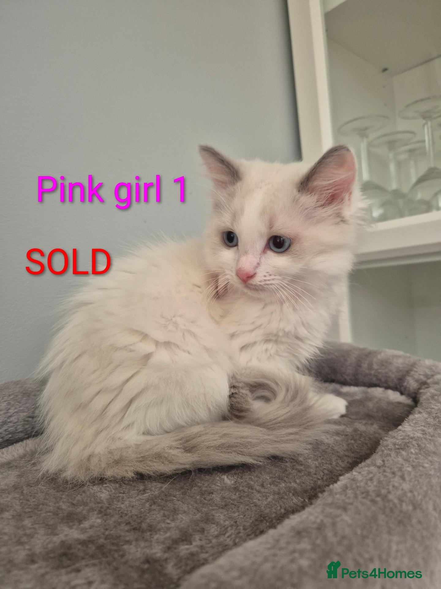 Ragdoll cats 😻 Ragdoll Kitten 😻 - Advert 2