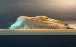Bearded Dragon reptiles for sale: Bearded Dragon  - Image 3