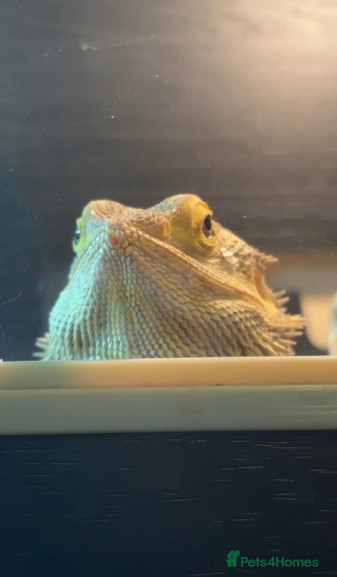 Bearded Dragon reptiles for sale: Bearded Dragon  - Image 3