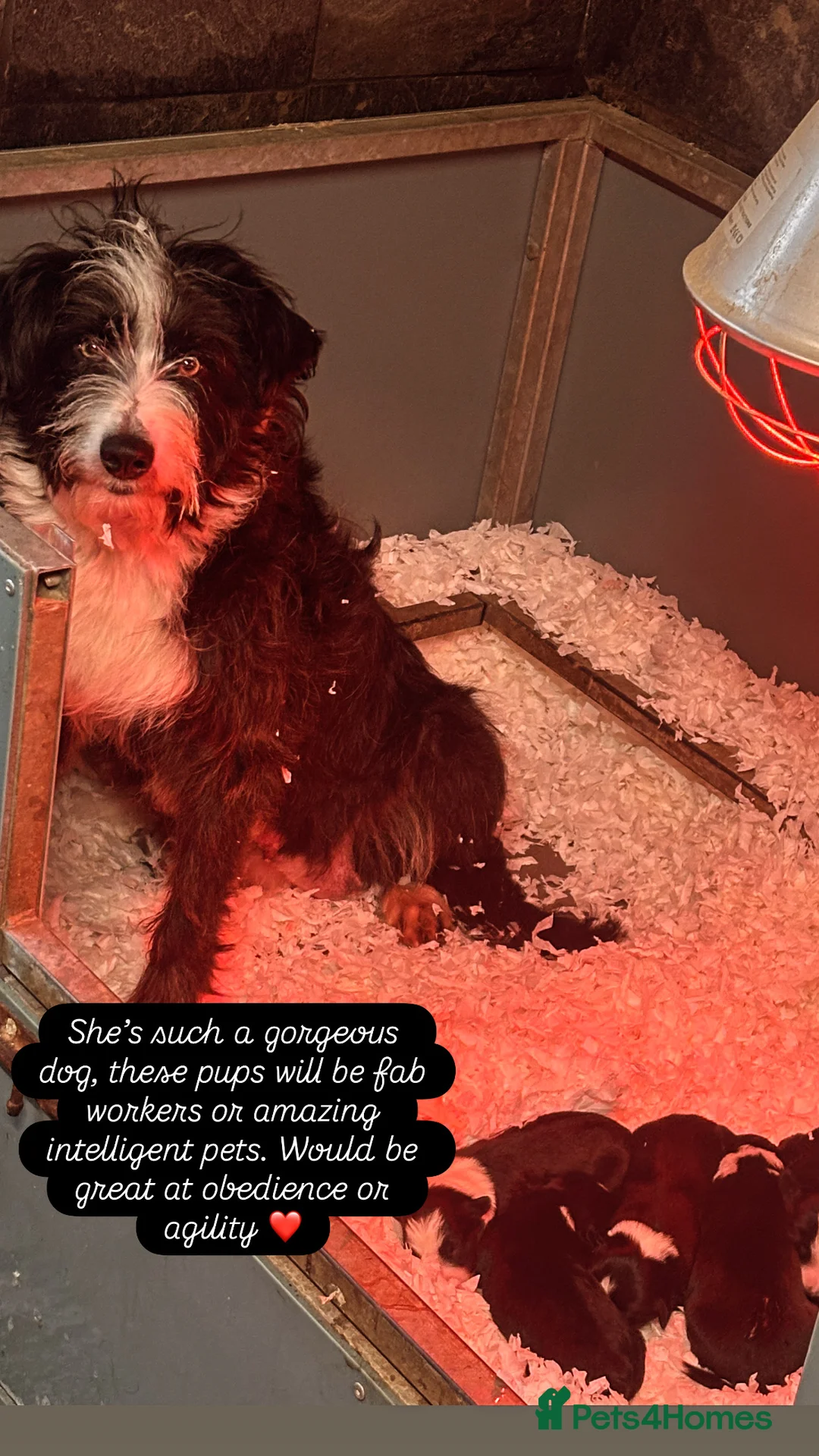 Mixed Breed dogs for sale: Beautiful, Bearded Collie x Border Collie pups.  - Advert 9