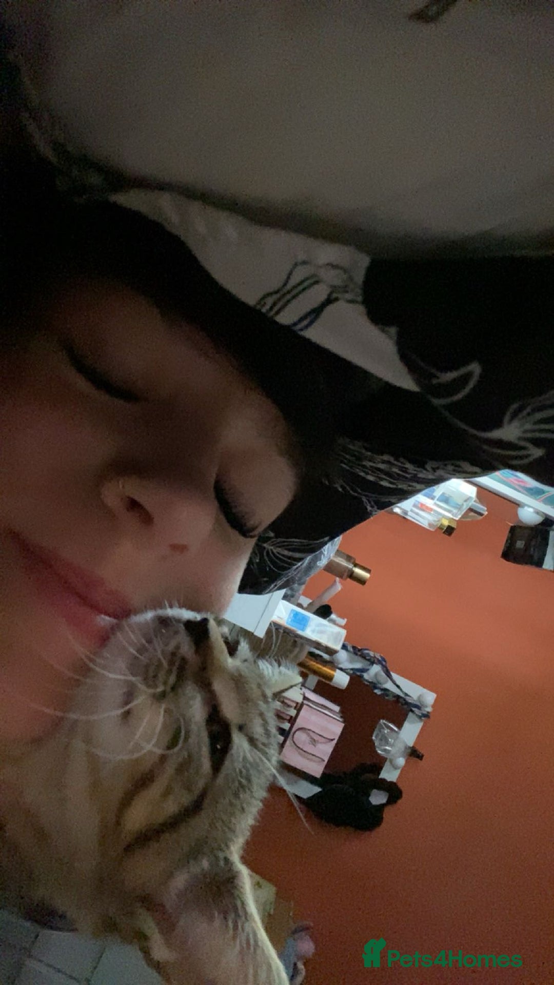 Bengal cats for sale: Beautiful baby bengal girl  - Advert 20