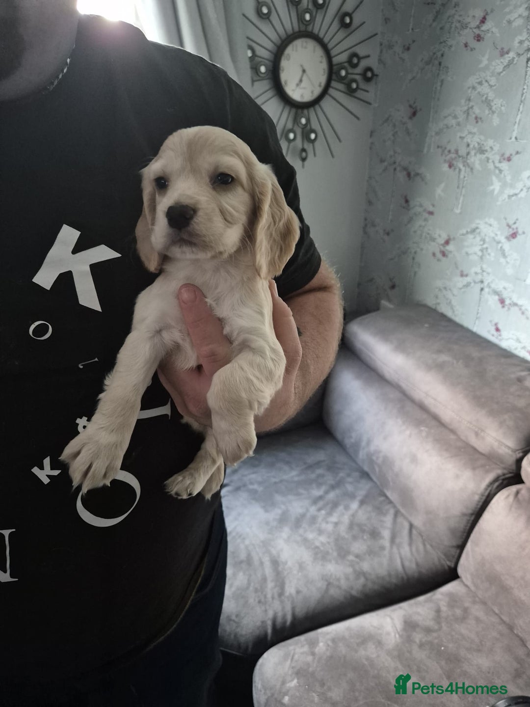 Cocker Spaniel dogs for sale: Cocker spaniel puppies - Image 1