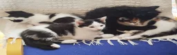 British Shorthair cats for sale: Kittens ready for their new family home  - Advert 11