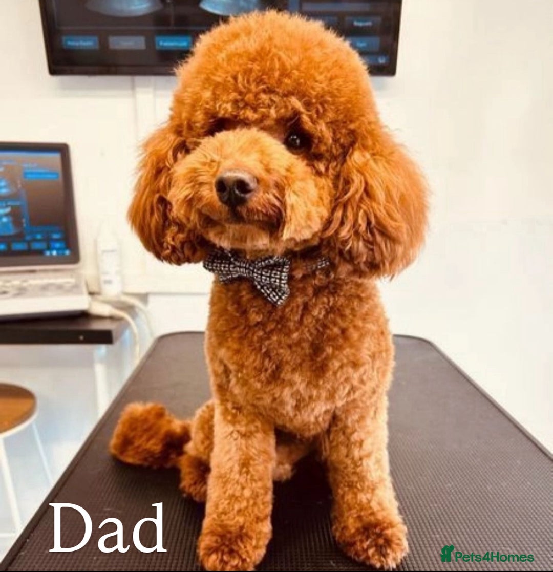 Cavapoo dogs for sale: Cavapoo boy 5 star licensed breeder - Image 4