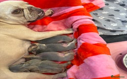 French Bulldog dogs for sale: 🔥READY TODAY Quality KC French Bulldog Puppies✨🔥 - Image 34