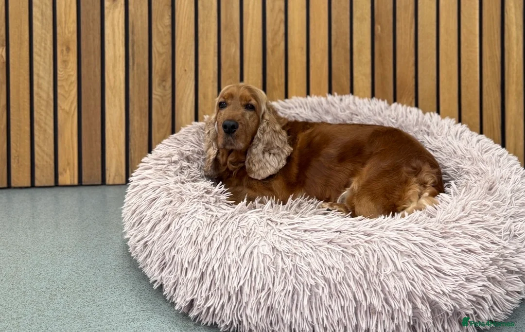 Cocker Spaniel dogs for sale: Adult female cocker spanie - Advert 2