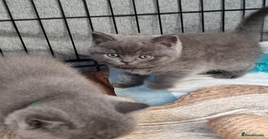 British Shorthair cats - Advert 11