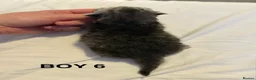 Persian cats for sale: all kittens on hold - Advert 24