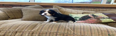 Cavalier King Charles Spaniel Puppy 1