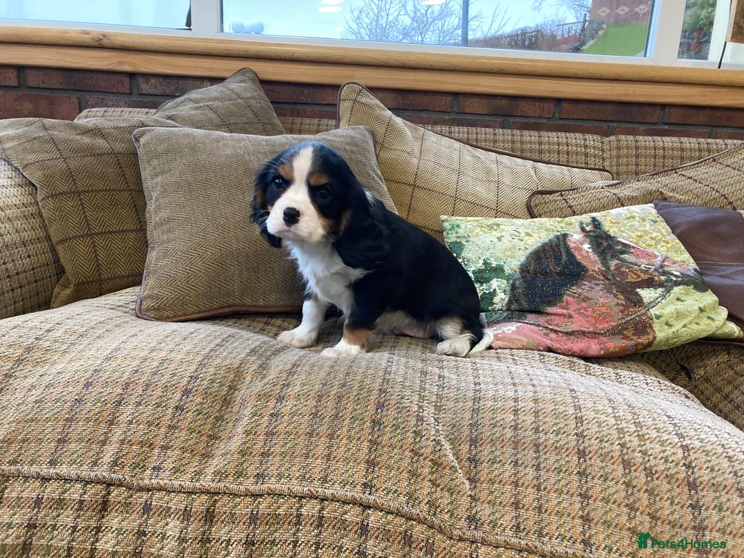 Cavalier King Charles Spaniel dogs for sale: Super tri/blenheim KC pups - health tested parents - Advert 13