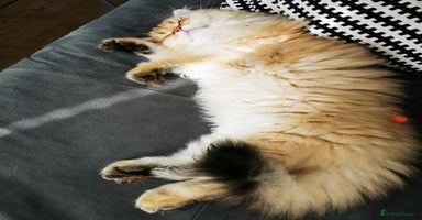 British Longhair cats - Advert 1