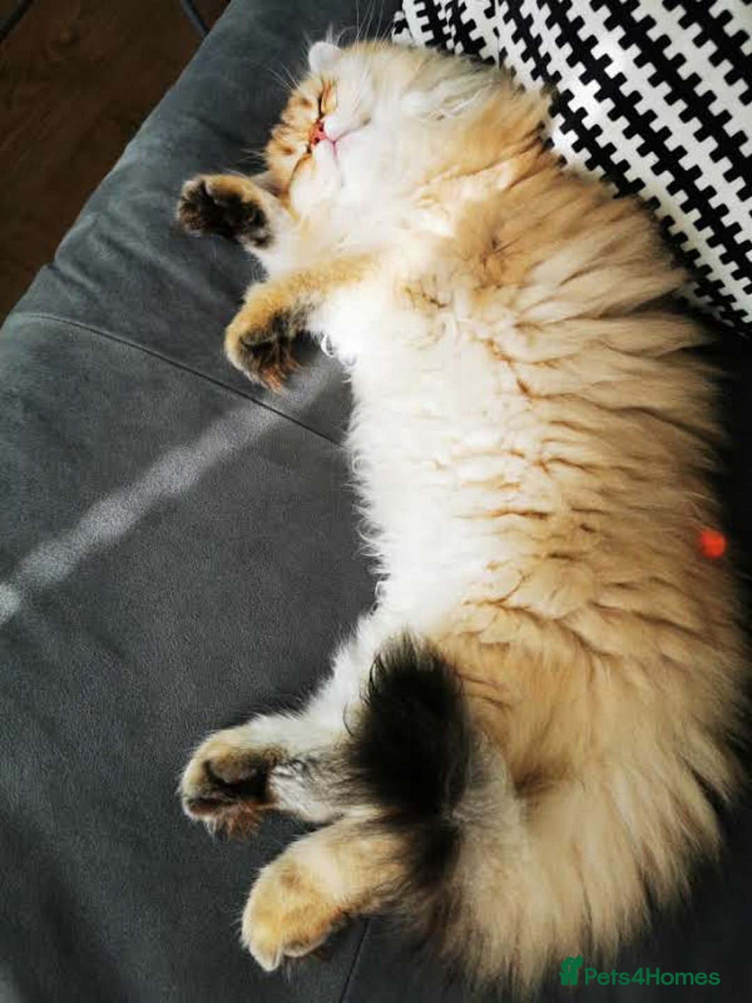 British Longhair cats for sale: Beautiful British Longhair - Image 3