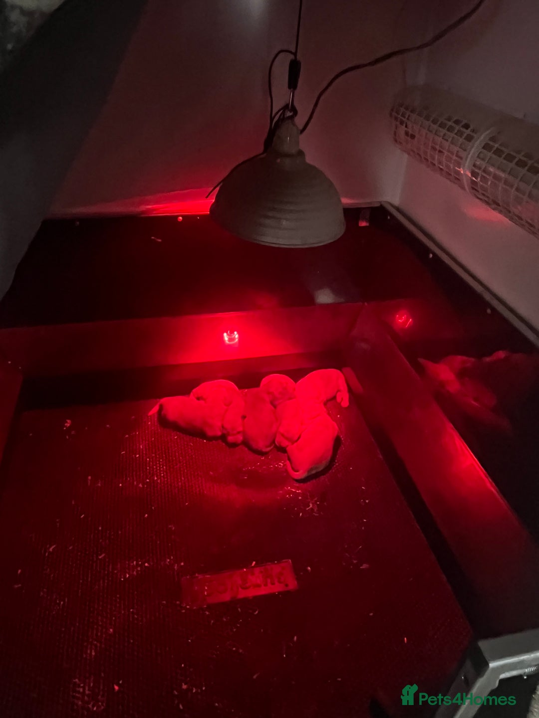 Golden Retriever dogs for sale: Licensed breeder! Genetically perfect sired pups  - Advert 8