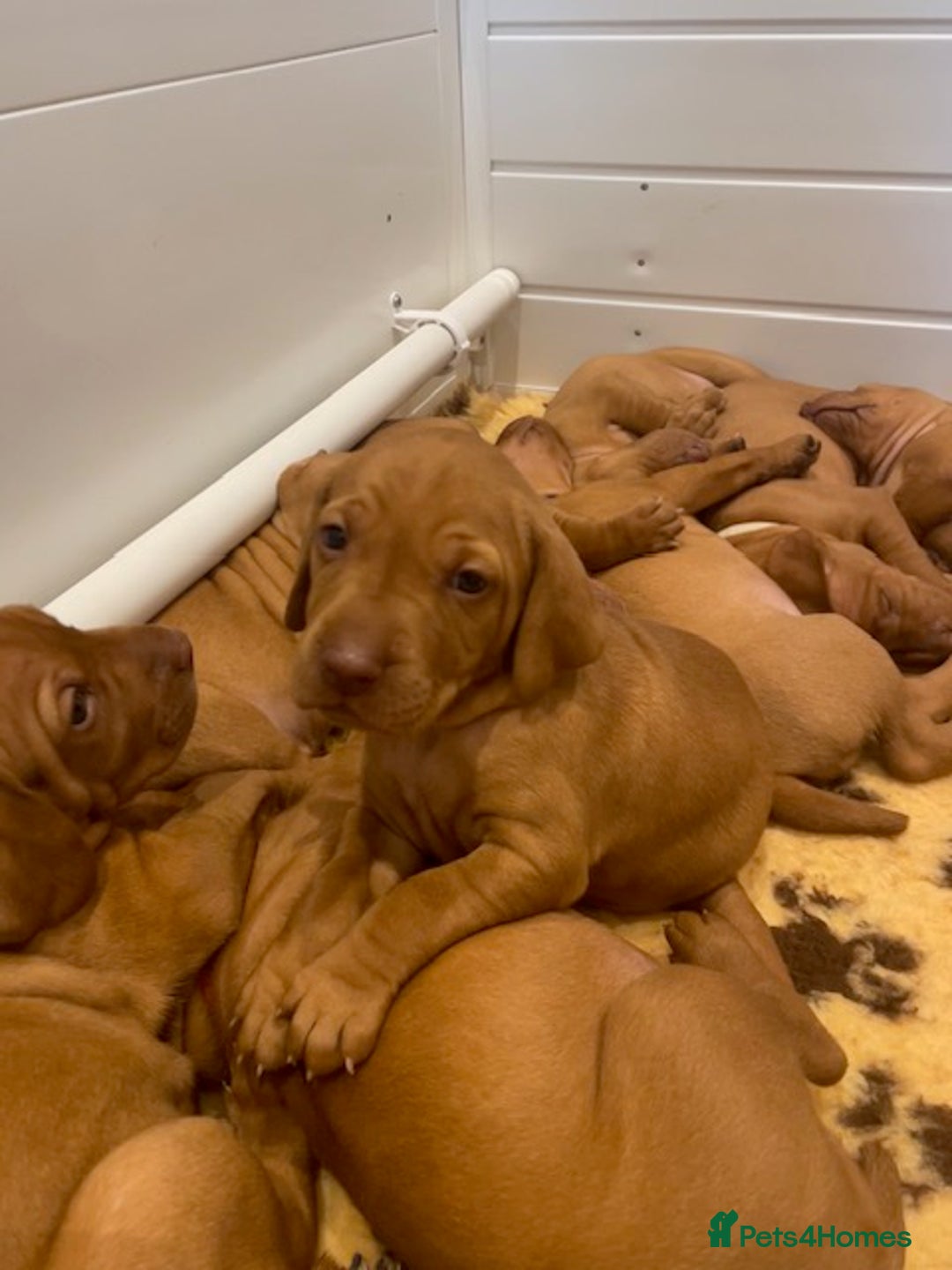 Hungarian Vizsla dogs for sale: Exceptional KC registered Hungarian Vizsla Litter - Image 9