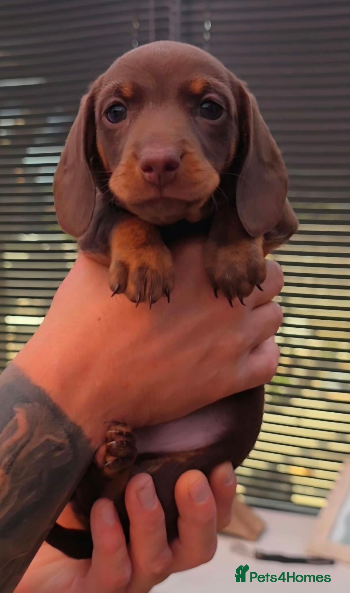Miniature Dachshund dogs 🐶 READY TODAY🐶 1 little Boy Left  🐶  - Advert 1