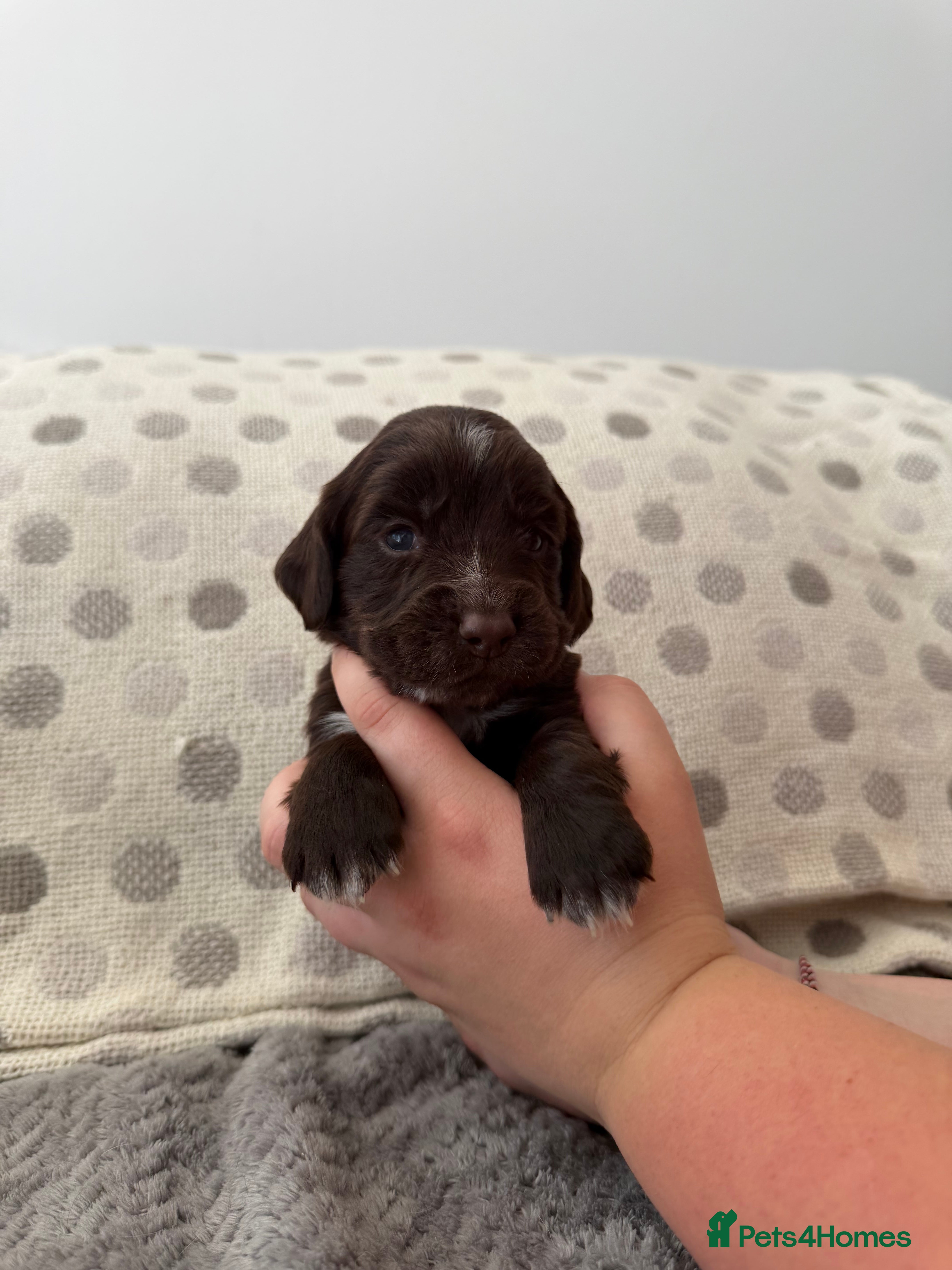 Sprocker dogs 8 Beautiful Sprocker Puppies for Sale  - Advert 2
