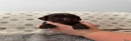 Sprocker dogs for sale: 8 Beautiful Sprocker Puppies for Sale  in Southampton - Advert 2