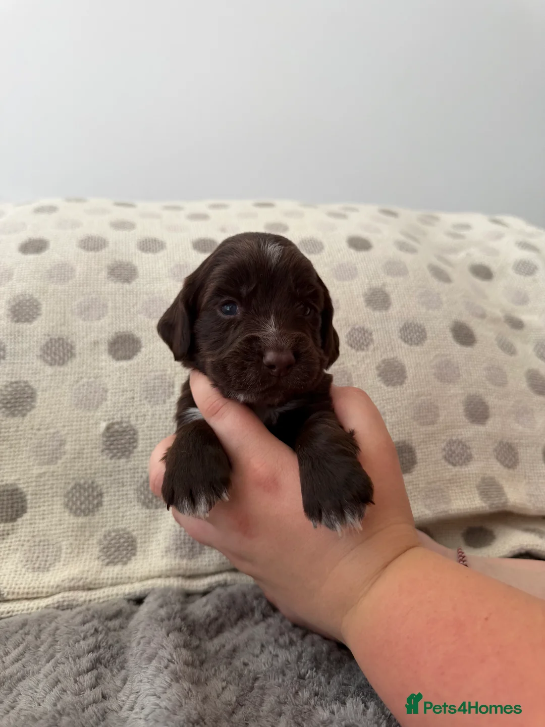 Sprocker dogs for sale: 8 Beautiful Sprocker Puppies for Sale  in Southampton - Advert 2