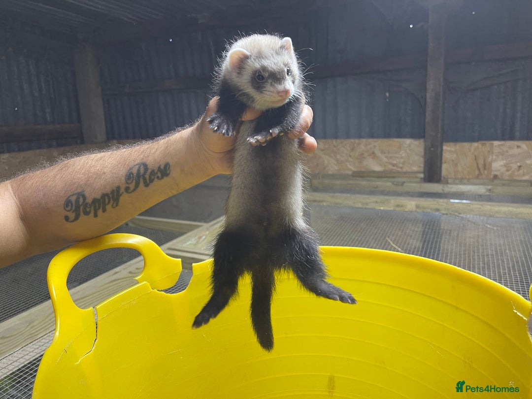 Ferret rodents for sale: Ferret kits for sale  - Image 1