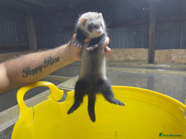 Ferret rodents - Advert 13