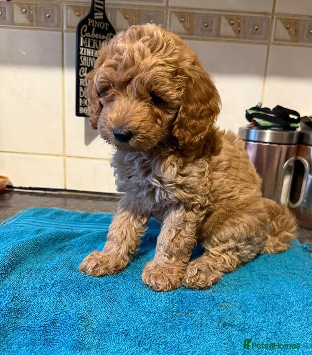 Miniature Poodle dogs for sale: Beautiful miniature poodle pups - Image 3