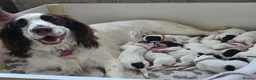 English Springer Spaniel dogs for sale: English springer spaniel puppies for sale in Derby - Advert 5