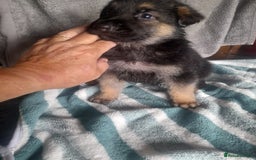 German Shepherd dogs for sale: Beautiful German shepherd pups - Image 9