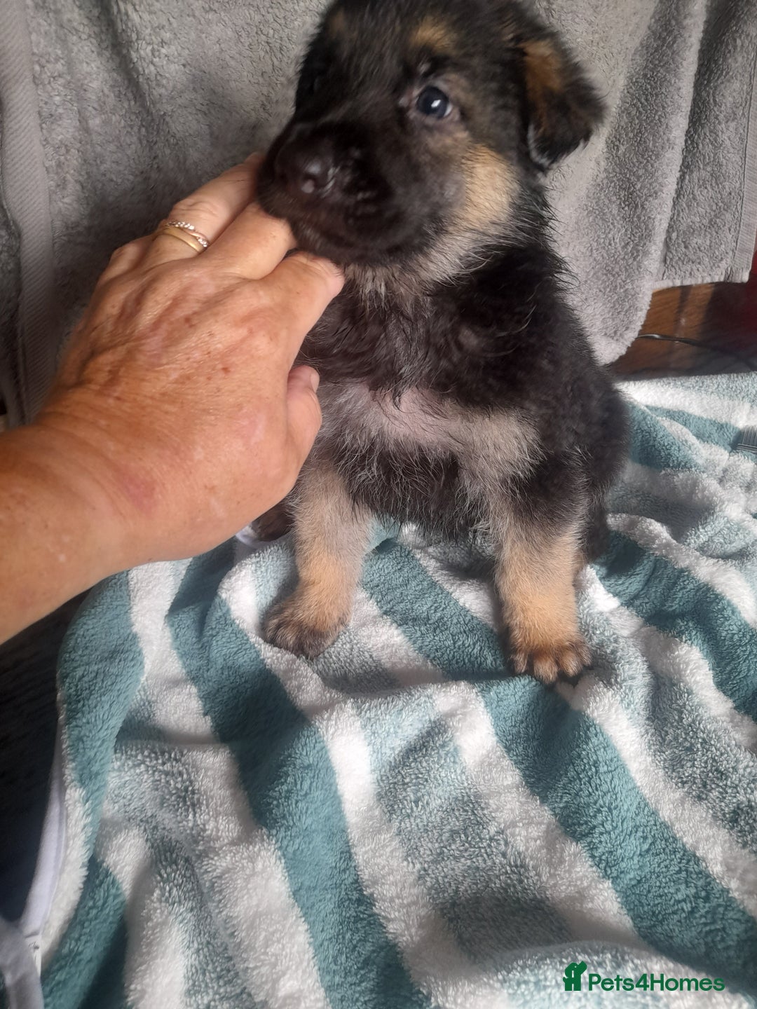 German Shepherd dogs for sale: Beautiful German shepherd pups - Image 9