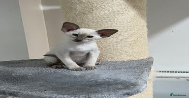 Siamese cats - Advert 11