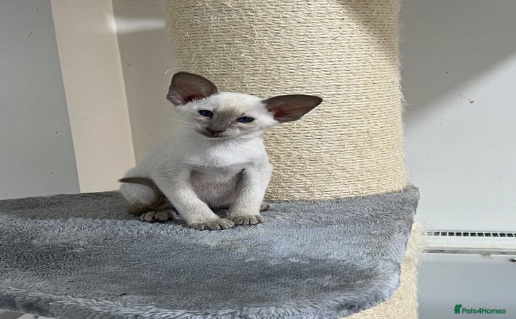 Siamese cats - Advert 1
