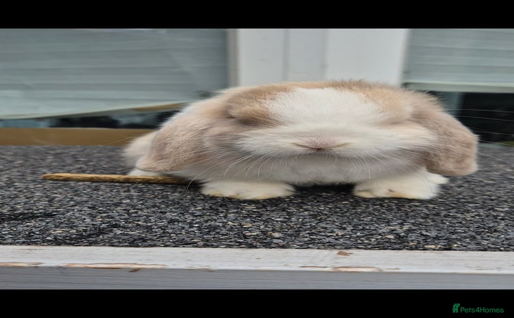 Mini Lop rabbits - Advert 10