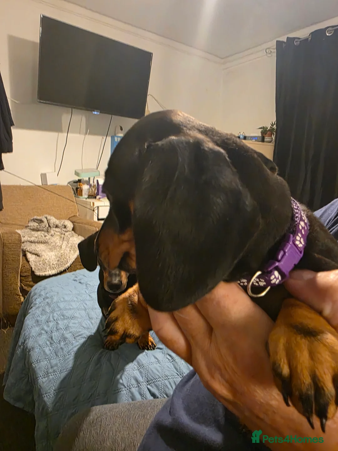 Dachshund dogs for sale: Outstanding Purebred Dachshunds: Health-Tested💎 - Advert 21