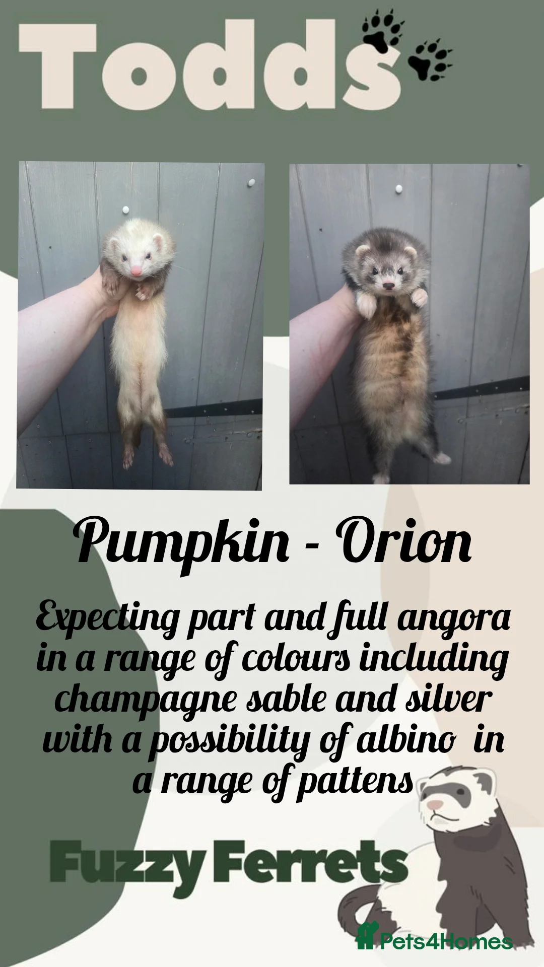 Ferret rodents for sale: Waiting list open for angora ferret kits  - Advert 4