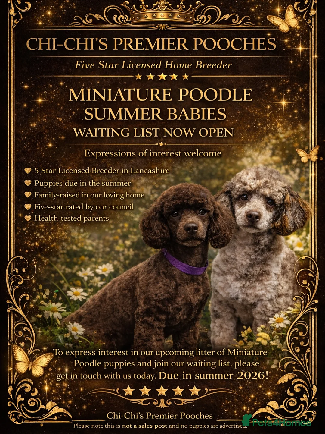 Miniature Poodle dogs for sale: Waiting list chocolate & Merle miniature poodles  - Advert 2