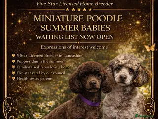 Miniature Poodle dogs Waiting list miniature poodles - Advert 4