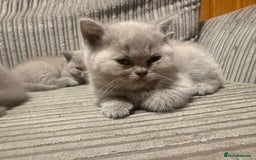 British Shorthair cats for sale: Lilac British shorthairs champion lines  - Image 10