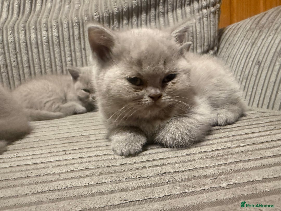 British Shorthair cats for sale: Lilac British shorthairs champion lines  - Image 10