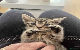 British Shorthair cats for sale: Beautiful British Shorthair Kittens - Image 5