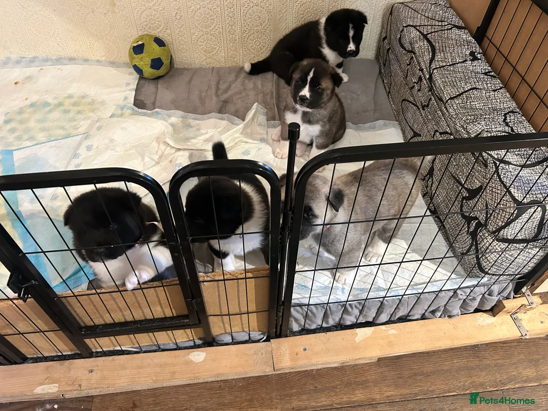 Akita dogs for sale: American Akita Puppy - Advert 12