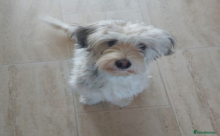 Mixed Breed dogs George  - Advert 1