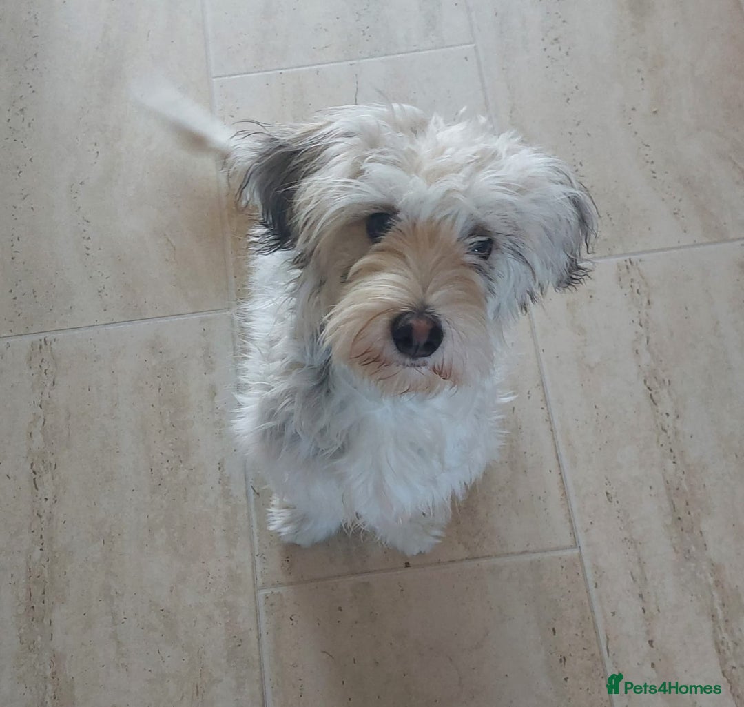 Mixed Breed dogs for adoption: George  - Advert 1