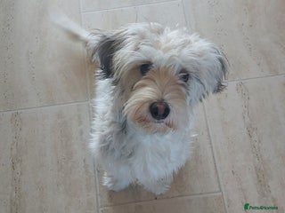 Mixed Breed dogs George - Advert 1