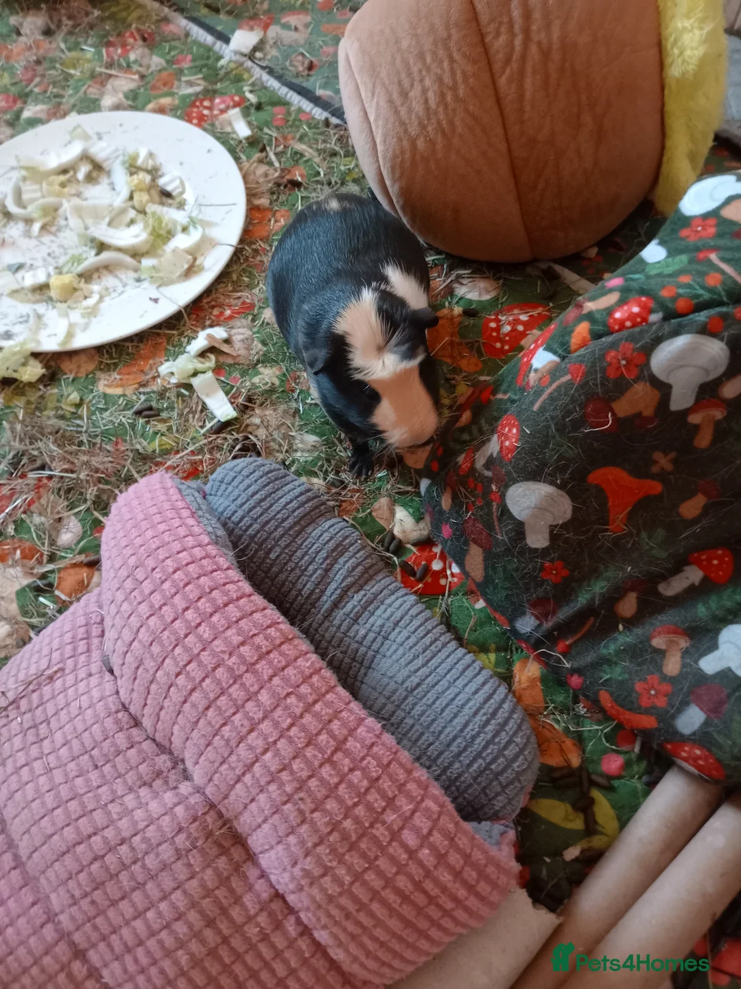 Guinea Pig rodents for sale: 3 female piggies to be rehomed in Pontypridd - Advert 1