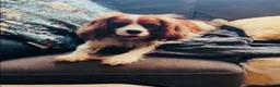 Cava Tzu dogs for sale: Stunning Tricolour Cava Tzu Boy – Cavalier Look - Advert 2