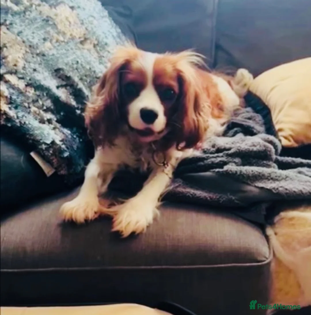 Cava Tzu dogs for sale: Stunning Tricolour Cava Tzu Boy – Cavalier Look - Advert 2