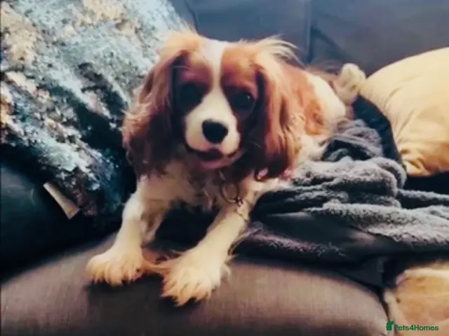 Cava Tzu dogs Stunning Tricolour Cava Tzu Boy – Cavalier Look - Advert 2