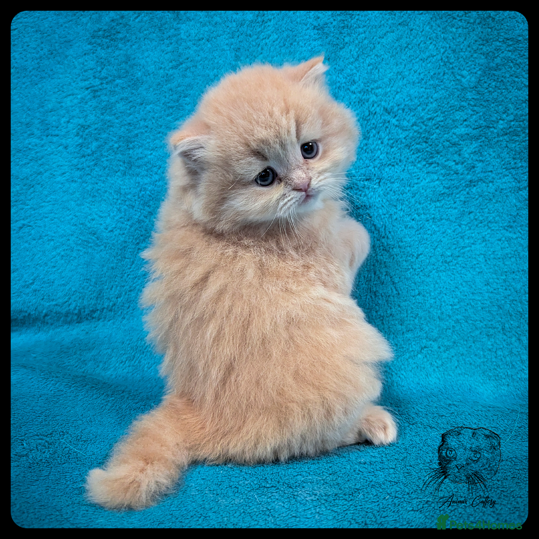 Scottish Fold cats for sale: TICA Registered Scottish kittens - Advert 10