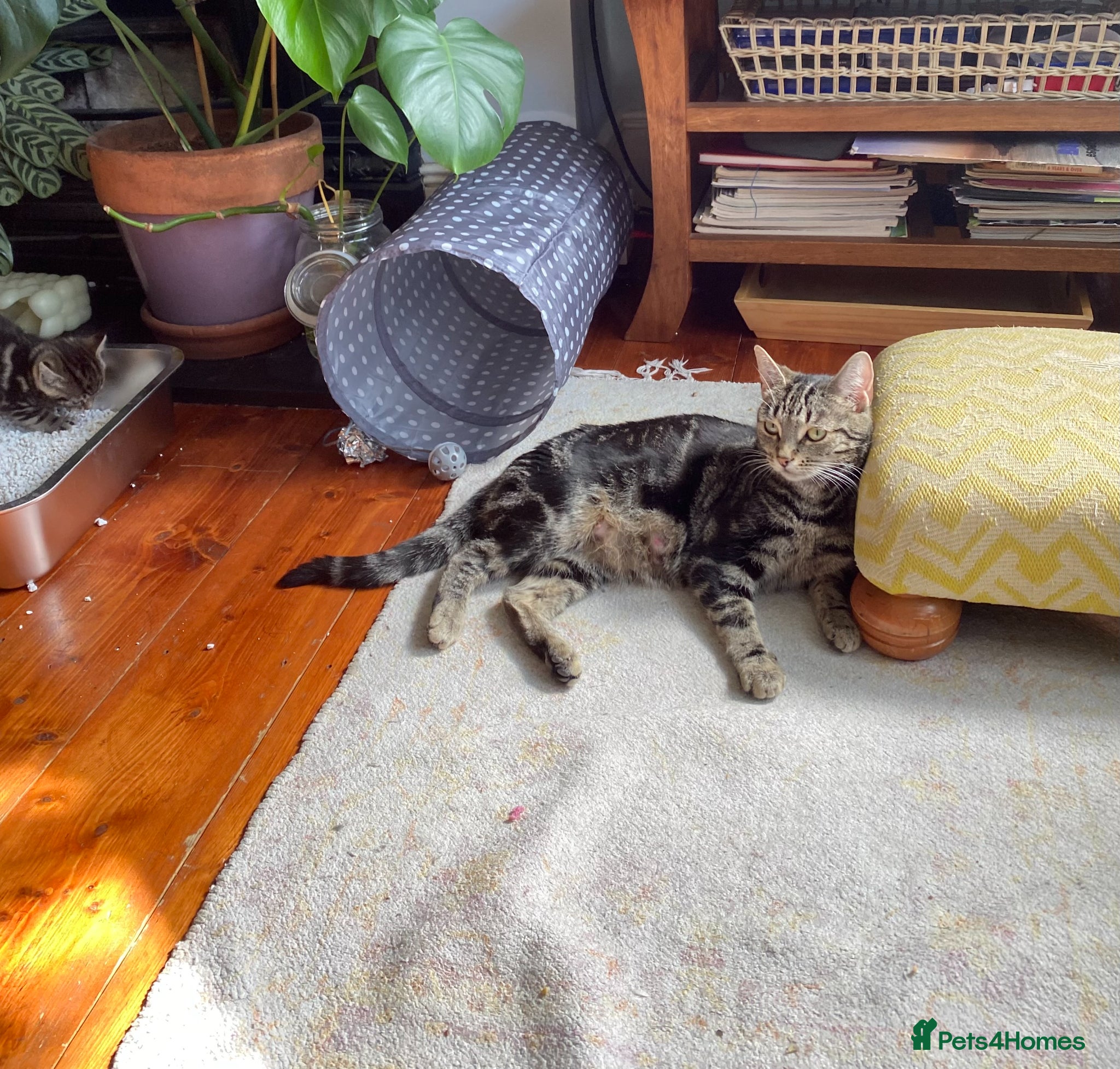 Mixed Breed cats Bengal Male kitten 3 weeks old - Advert 1